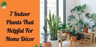 7 Indoor Plants That Helpful For Home Décor