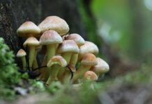 Magic Mushroom Grow Kit
